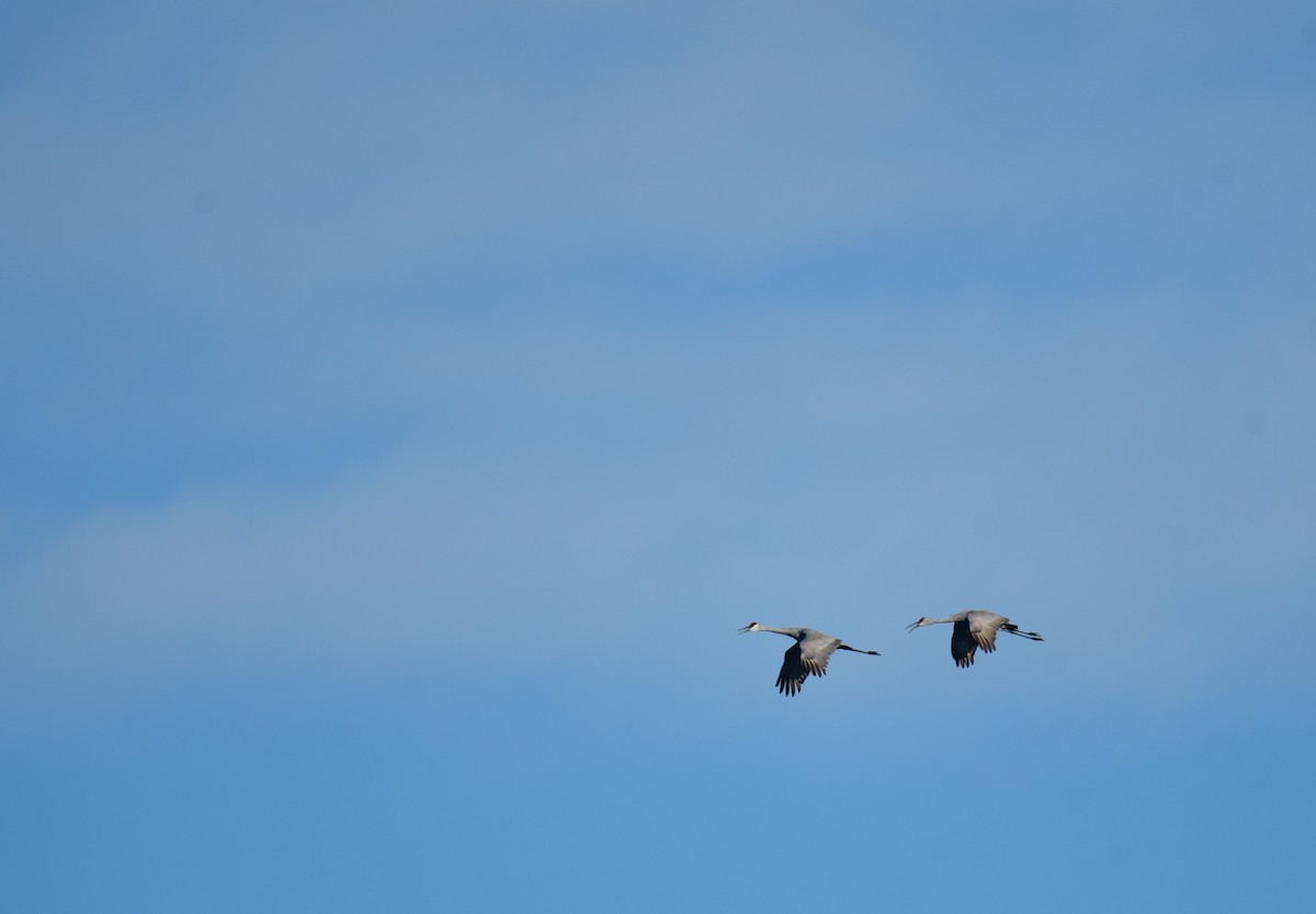 עגור קנדי - ML650580737