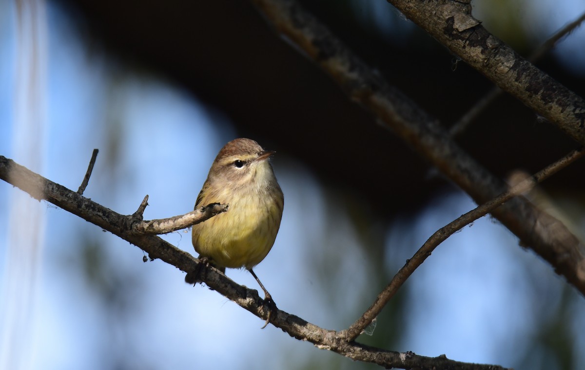 סבכון חום-כיפה - ML650580761