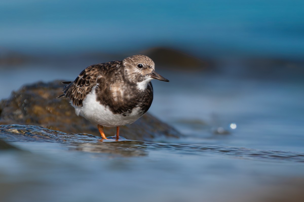 Ruddy Turnstone - ML650580786
