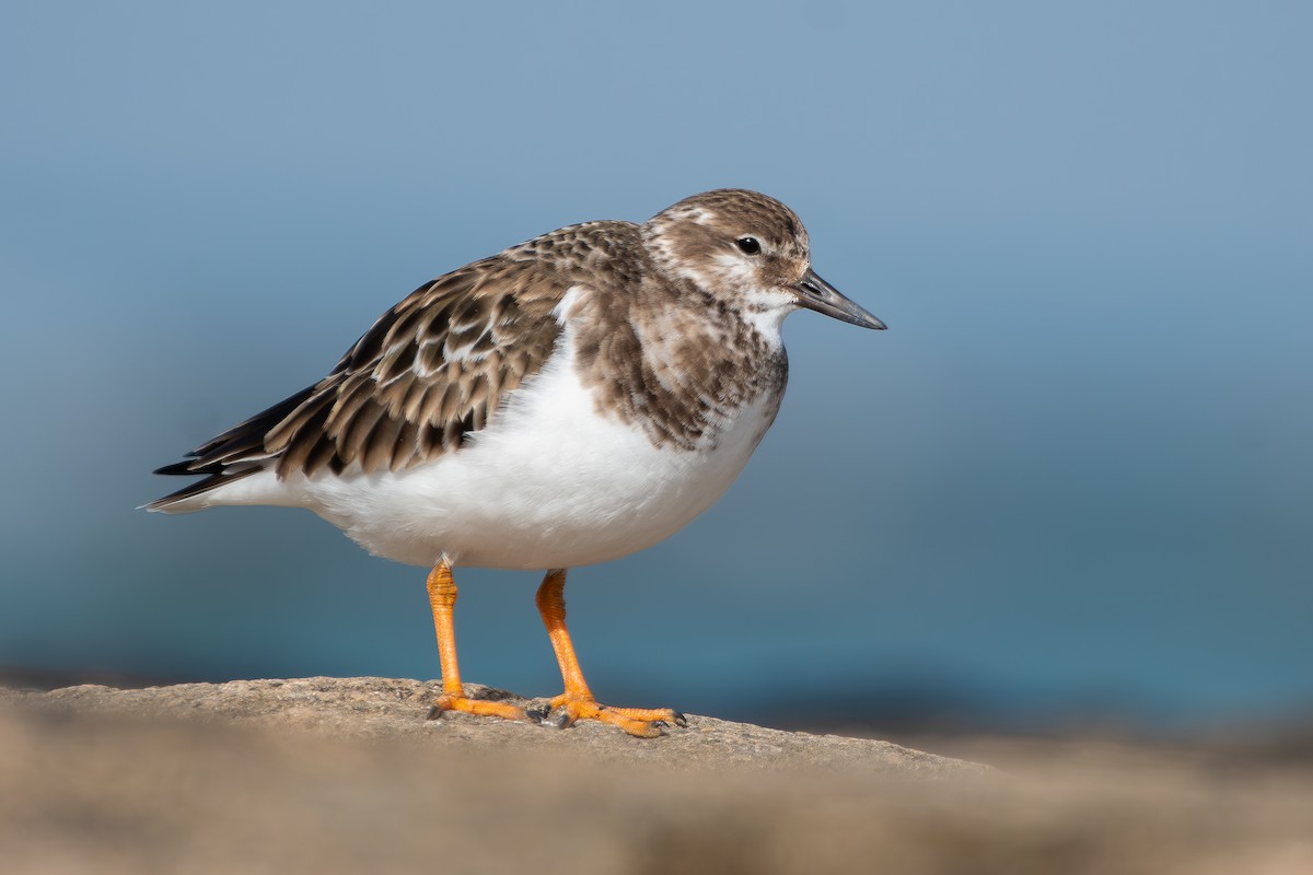 Ruddy Turnstone - ML650580787