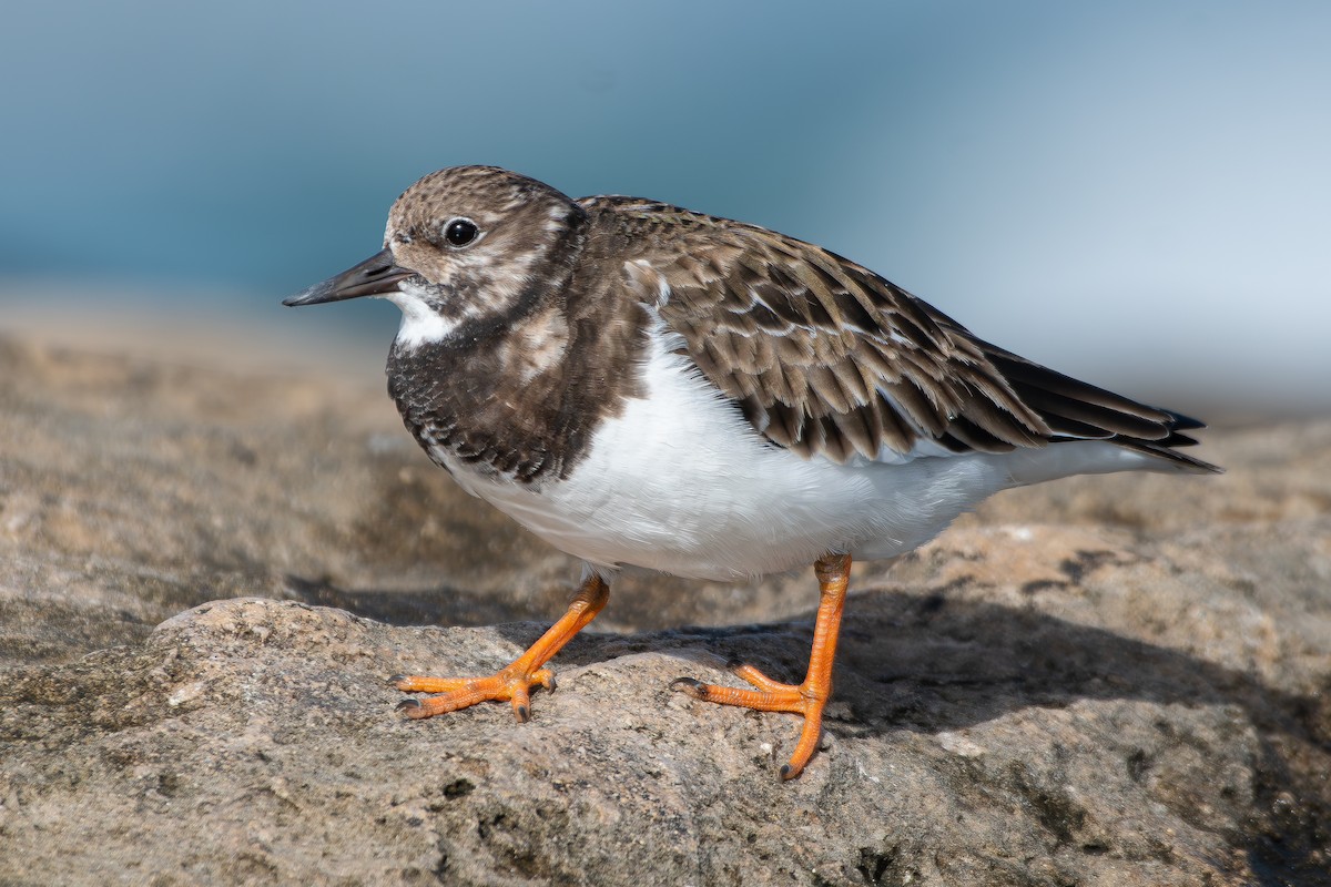 Ruddy Turnstone - ML650580789