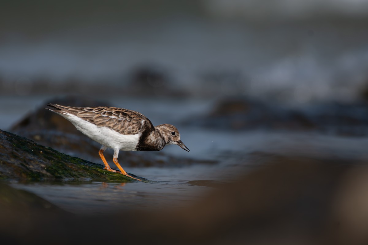 Ruddy Turnstone - ML650580791
