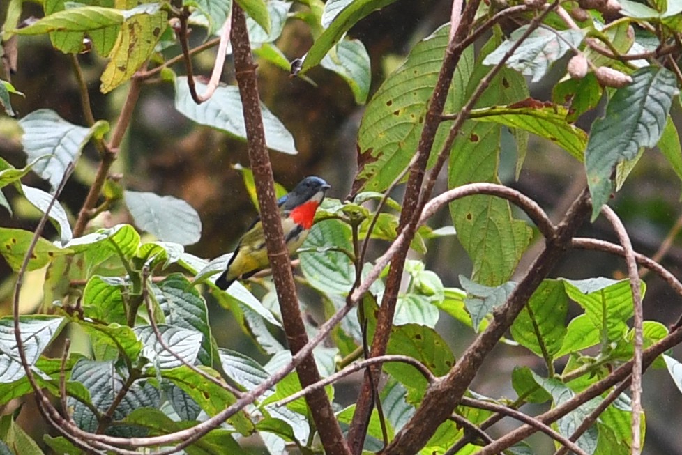 Dicée de Luçon - ML650580806