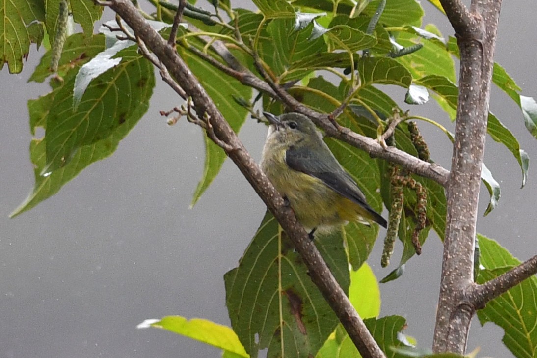 Dicée de Luçon - ML650580807