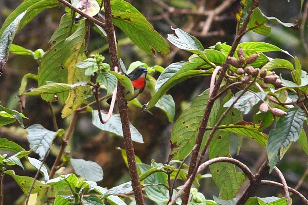 Dicée de Luçon - ML650580808