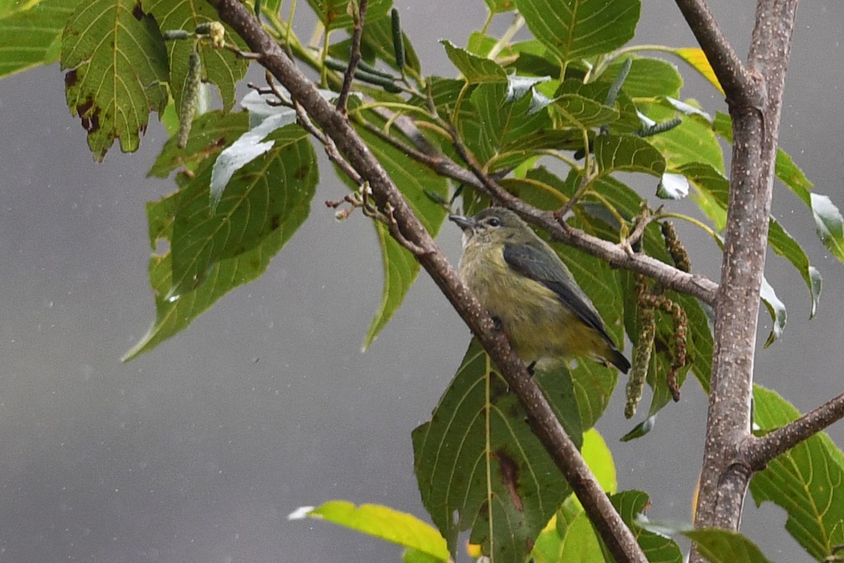 Dicée de Luçon - ML650580809