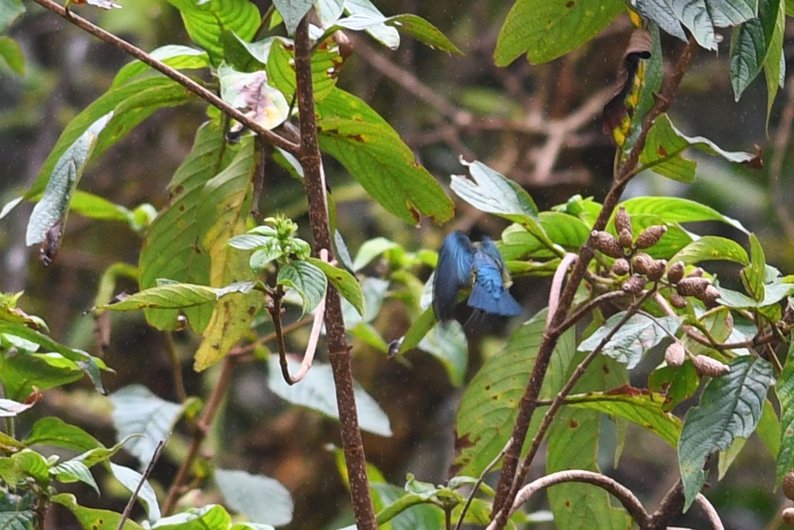 Dicée de Luçon - ML650580810