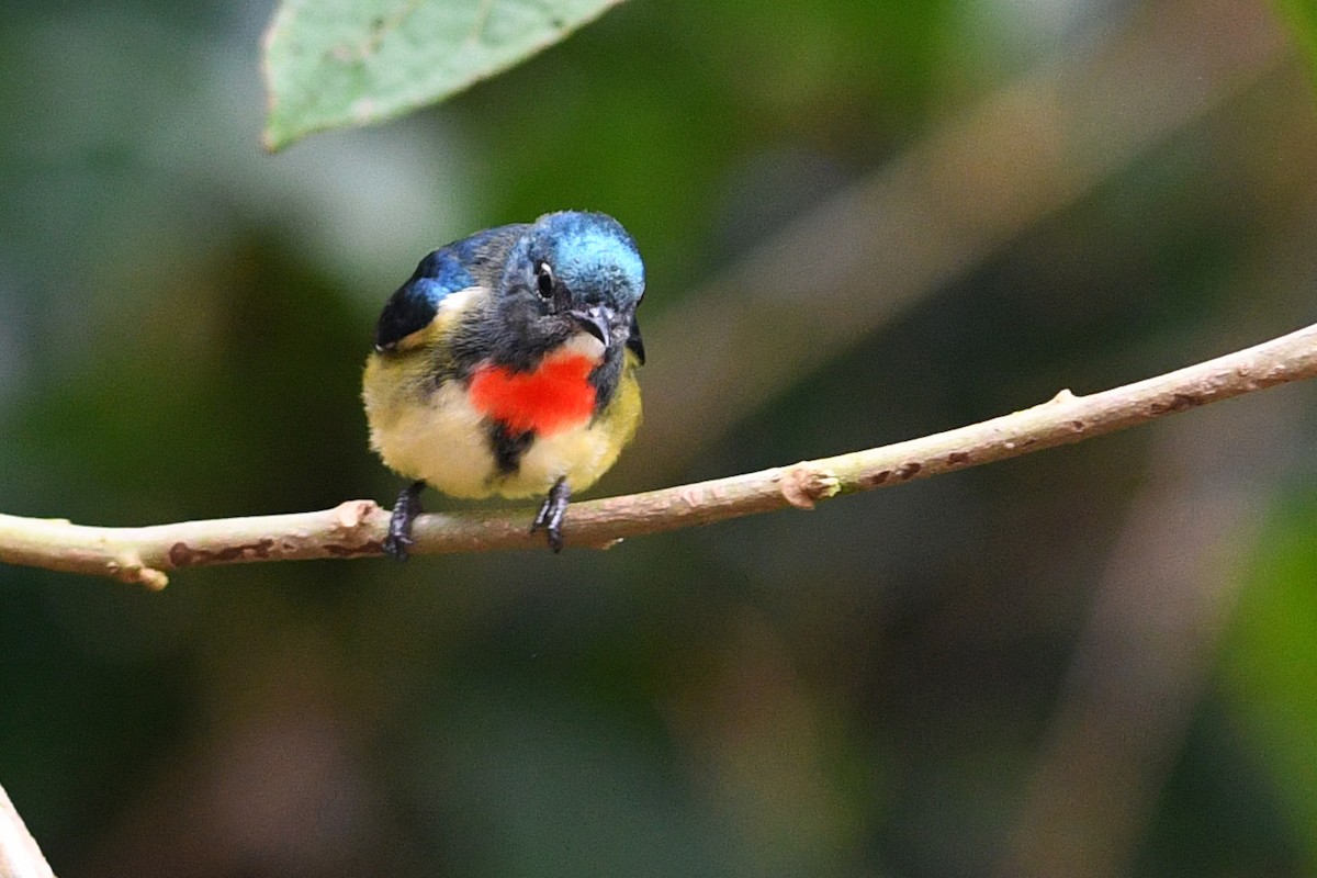 Dicée de Luçon - ML650580812