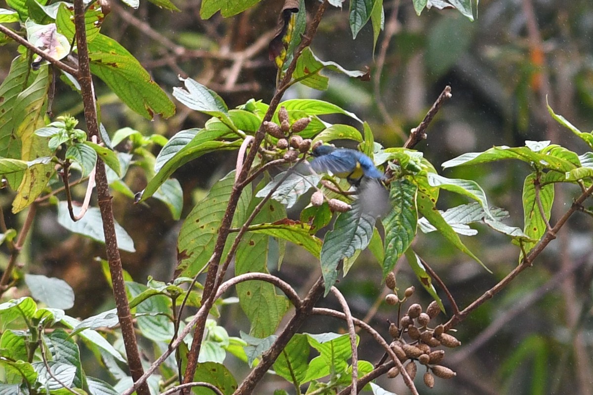 Dicée de Luçon - ML650580814