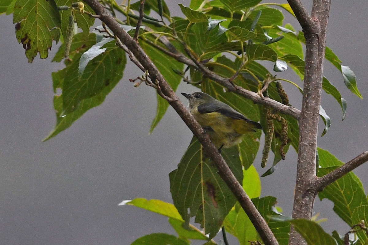 Dicée de Luçon - ML650580815