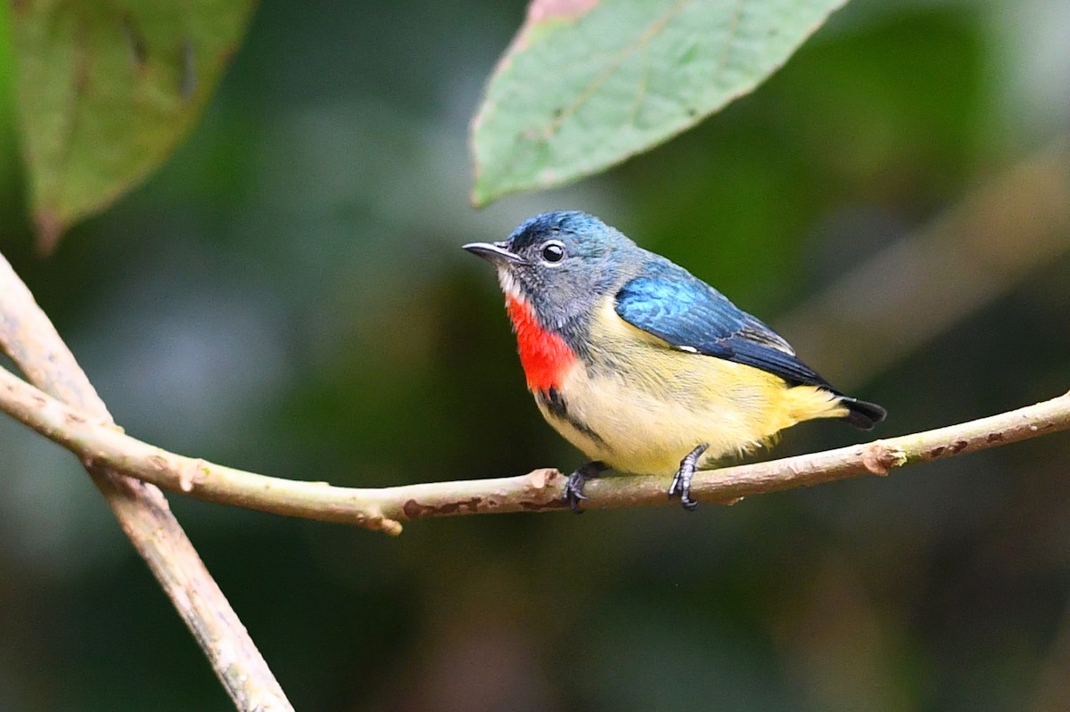 Dicée de Luçon - ML650580816