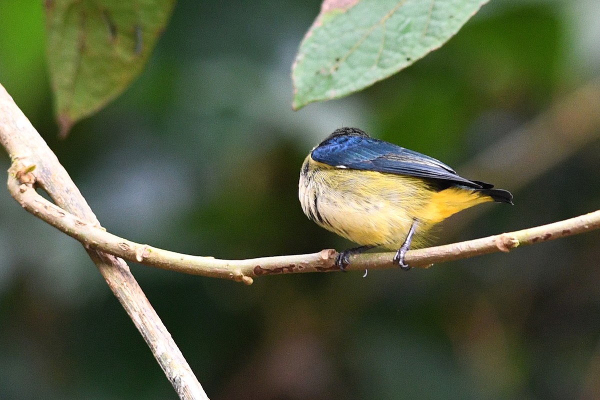 Dicée de Luçon - ML650580817