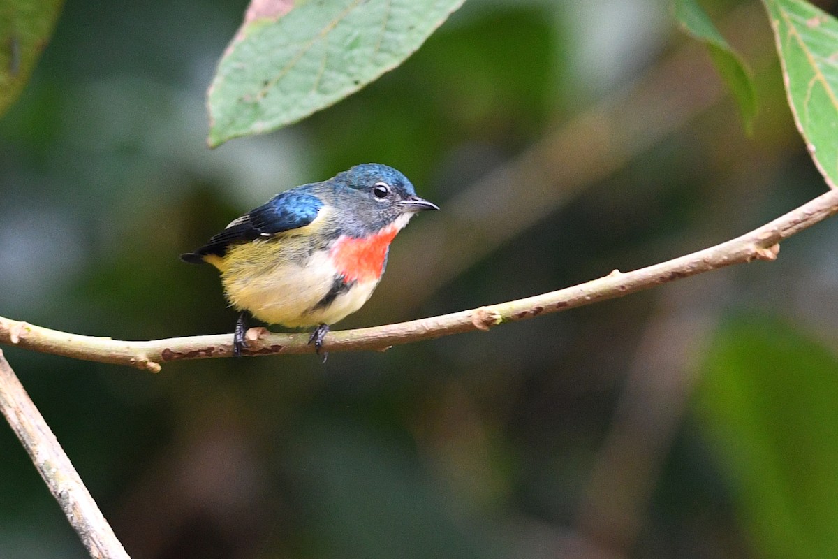 Dicée de Luçon - ML650580818