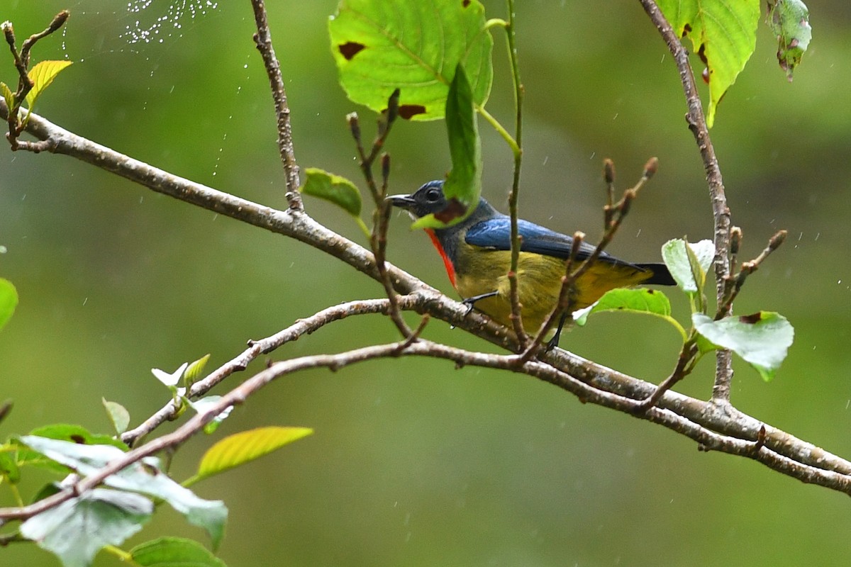 Dicée de Luçon - ML650580819