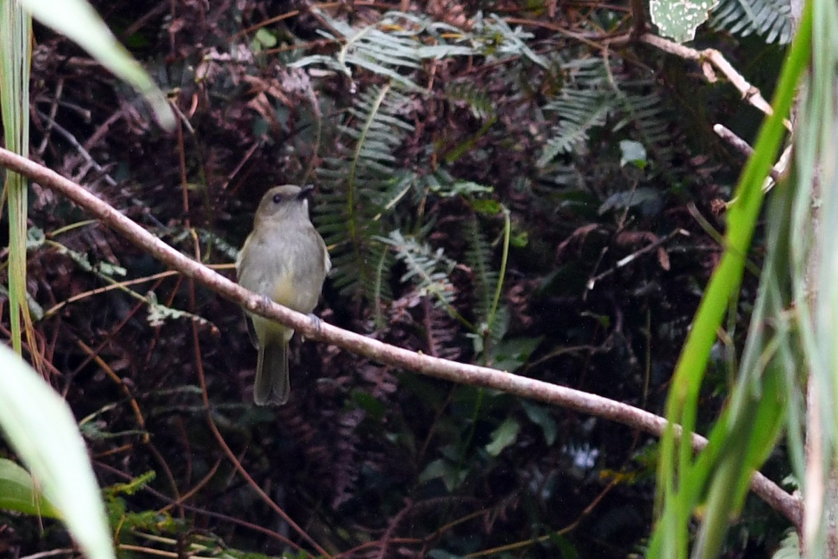 Yeşil Sırtlı Islıkçı - ML650580824