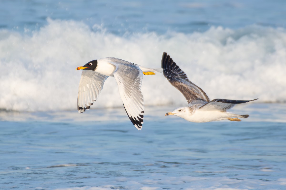 Pallas's Gull - ML650580842
