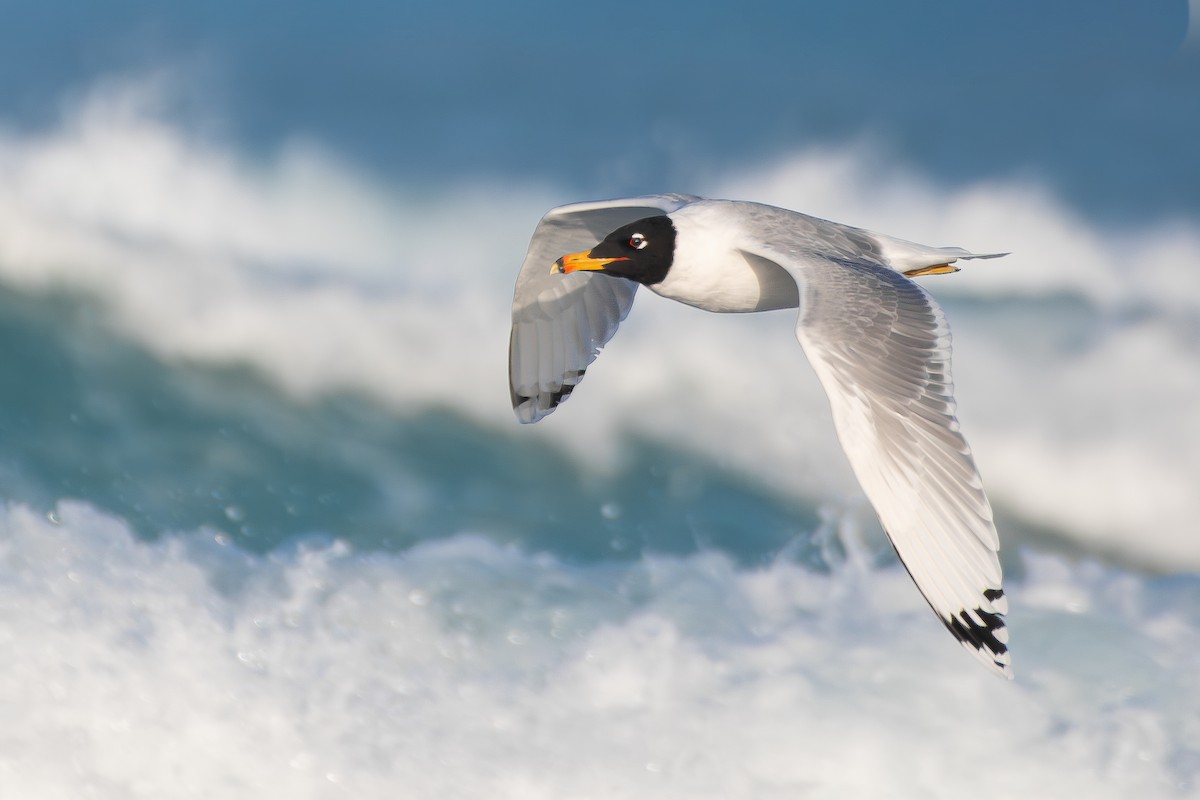 Pallas's Gull - ML650580843