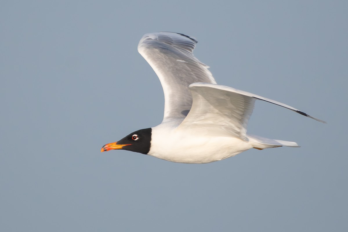 Pallas's Gull - ML650580845