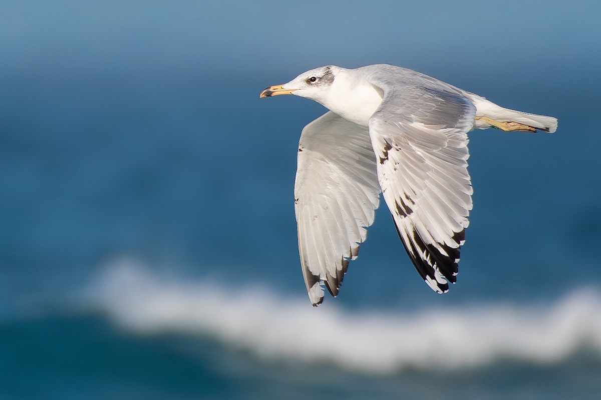 Pallas's Gull - ML650580850