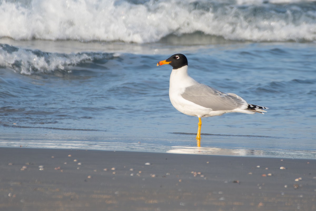 Pallas's Gull - ML650580852