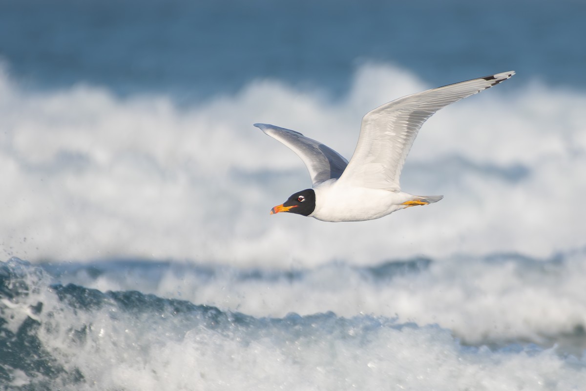 Pallas's Gull - ML650580853