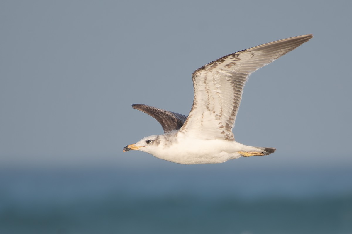 Pallas's Gull - ML650580854