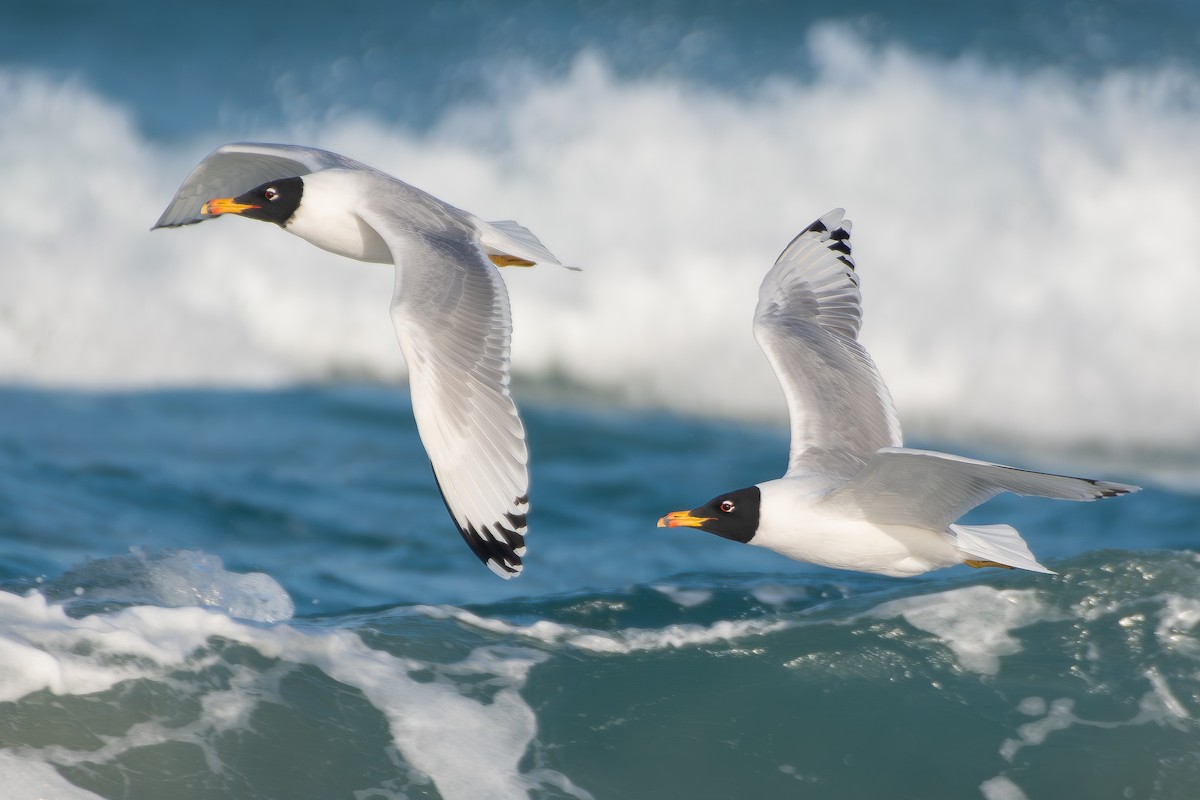 Pallas's Gull - ML650580856