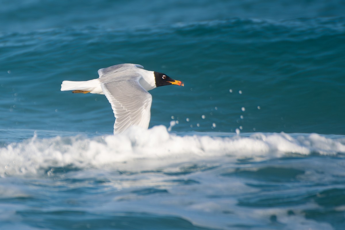Pallas's Gull - ML650580857