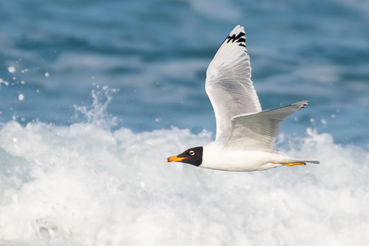 Pallas's Gull - ML650580858