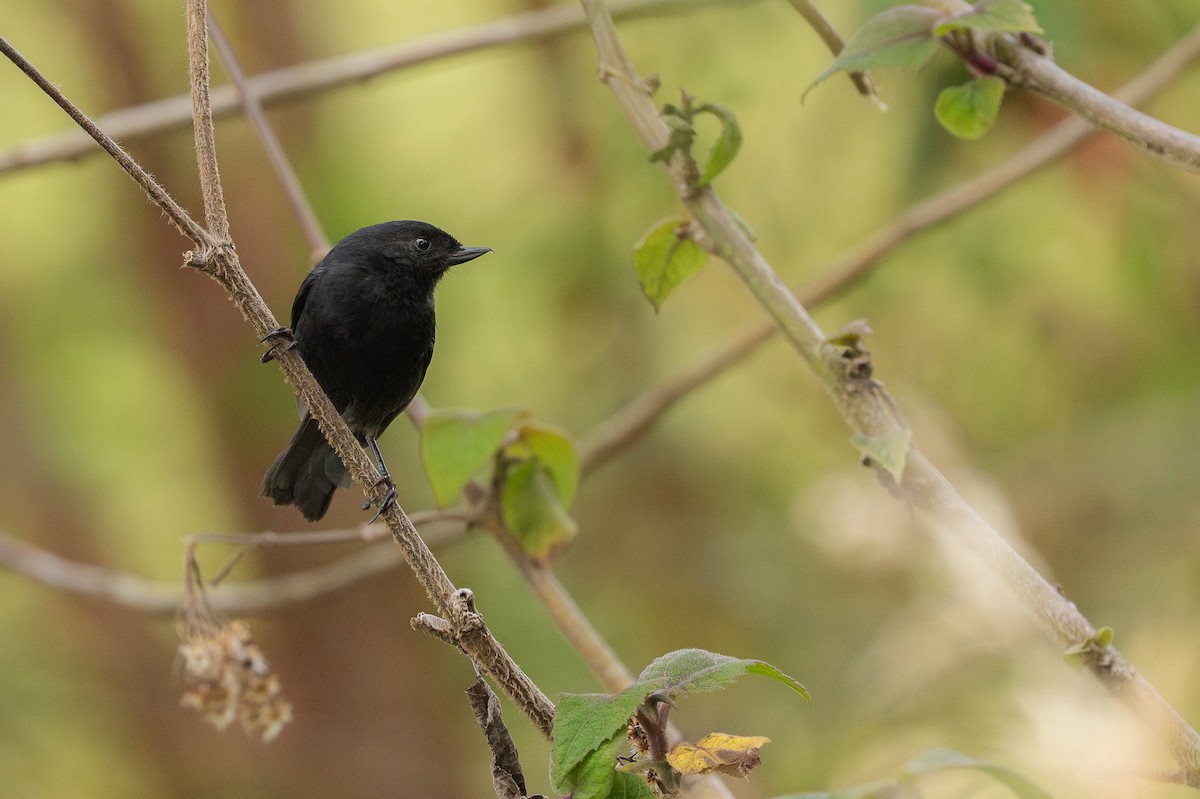 Black Flowerpiercer - ML650580908