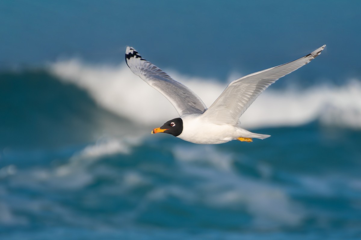 Pallas's Gull - ML650580913