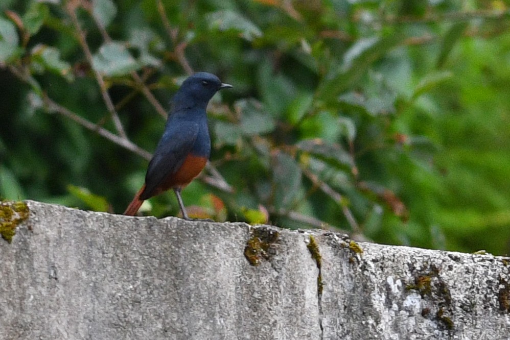 Kesmeli Kızılkuyruk - ML650580922