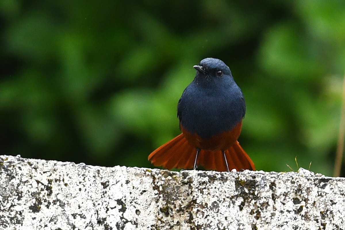 Kesmeli Kızılkuyruk - ML650580923