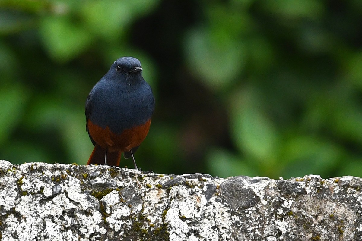 Kesmeli Kızılkuyruk - ML650580924