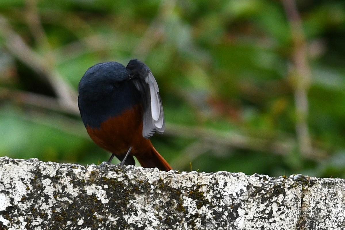 Kesmeli Kızılkuyruk - ML650580925