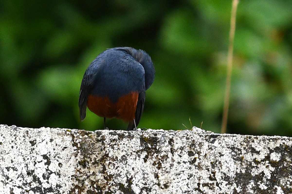 Kesmeli Kızılkuyruk - ML650580926