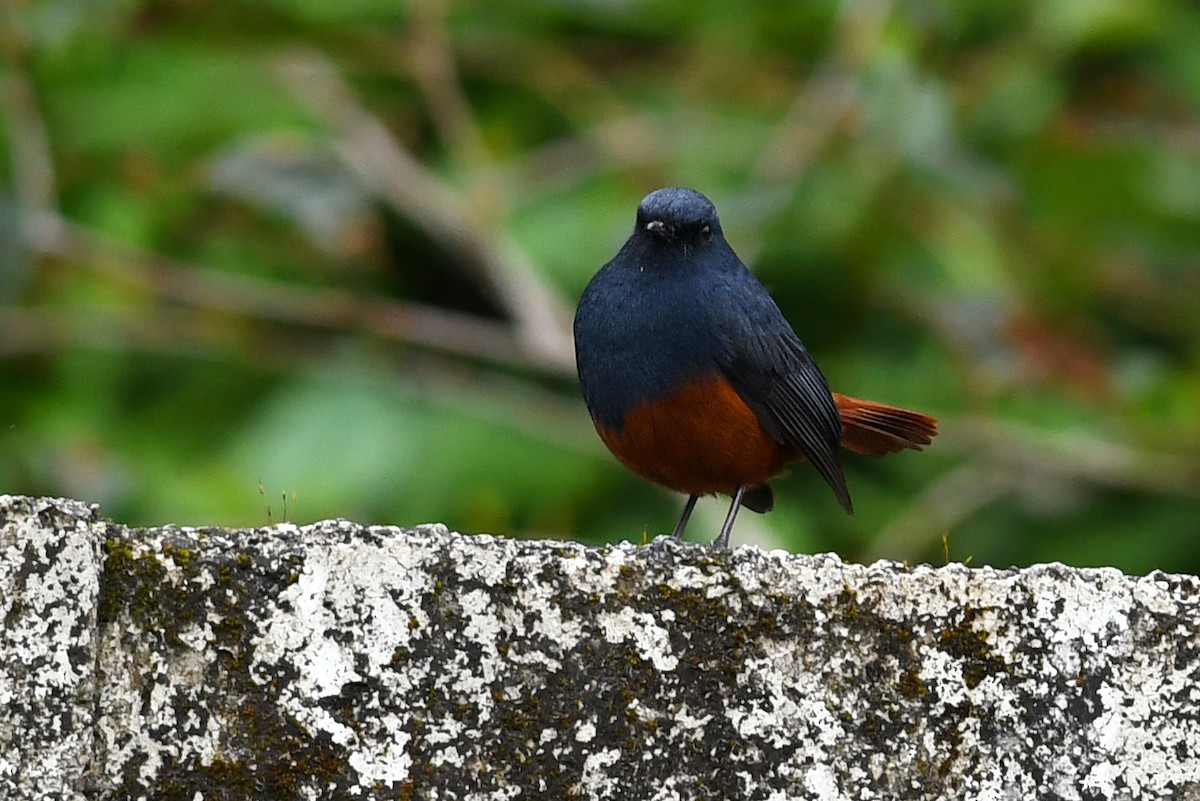 Kesmeli Kızılkuyruk - ML650580927