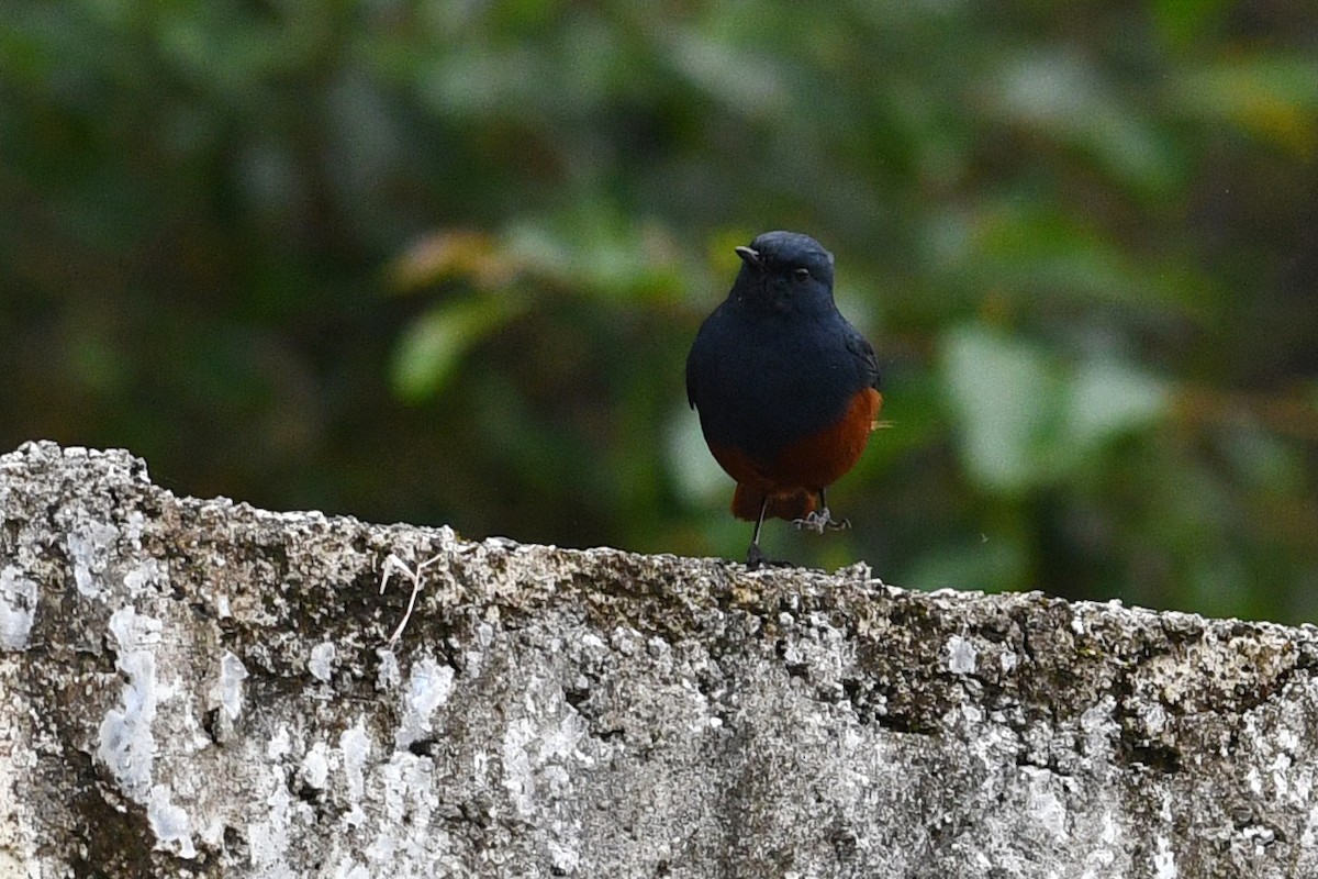 Kesmeli Kızılkuyruk - ML650580928