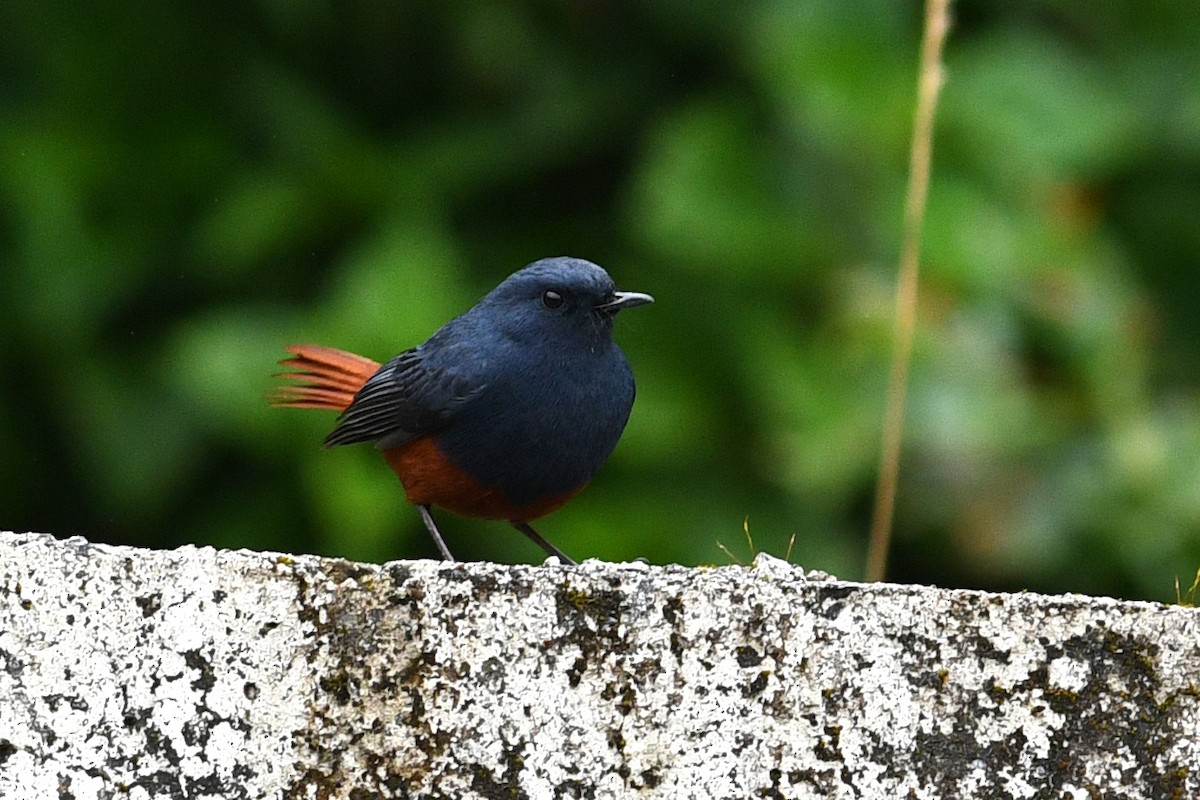 Kesmeli Kızılkuyruk - ML650580929