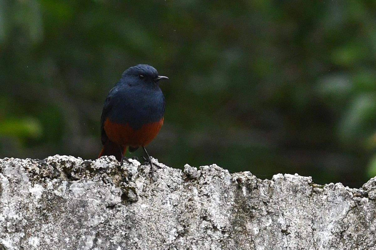 Kesmeli Kızılkuyruk - ML650580930