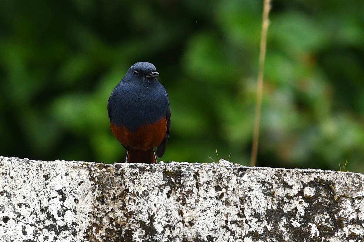 Kesmeli Kızılkuyruk - ML650580931