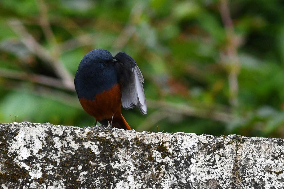 Kesmeli Kızılkuyruk - ML650580932