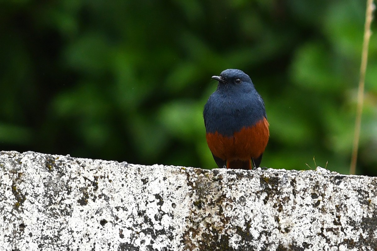 Kesmeli Kızılkuyruk - ML650580934