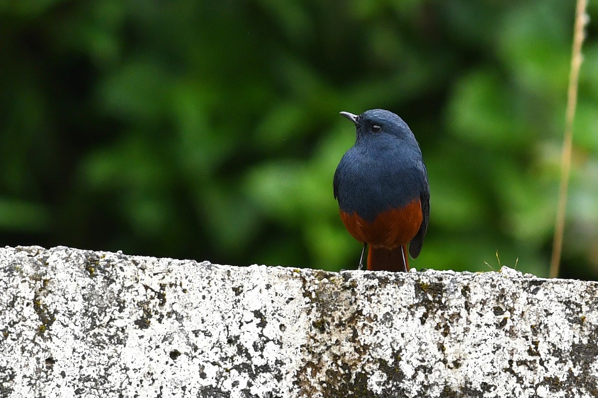 Kesmeli Kızılkuyruk - ML650580935