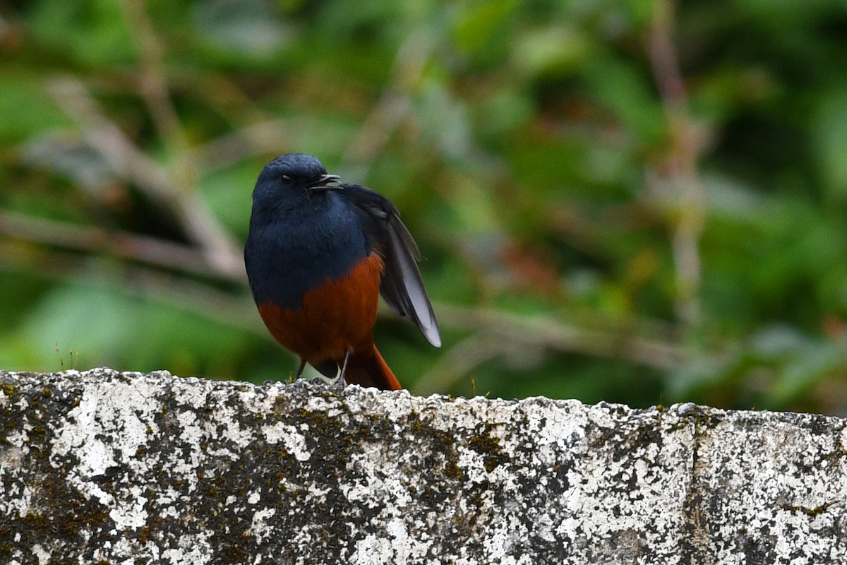 Kesmeli Kızılkuyruk - ML650580936