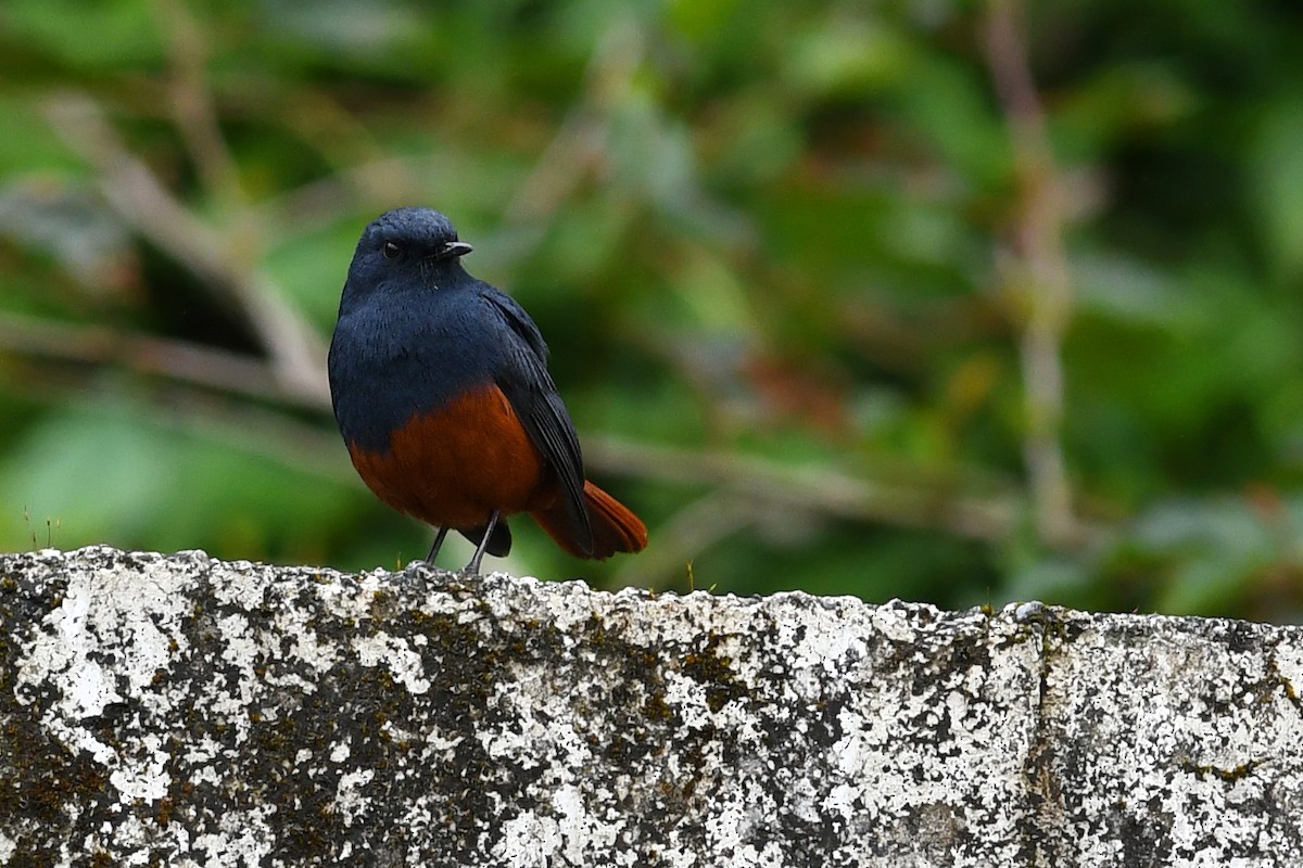 Kesmeli Kızılkuyruk - ML650580937