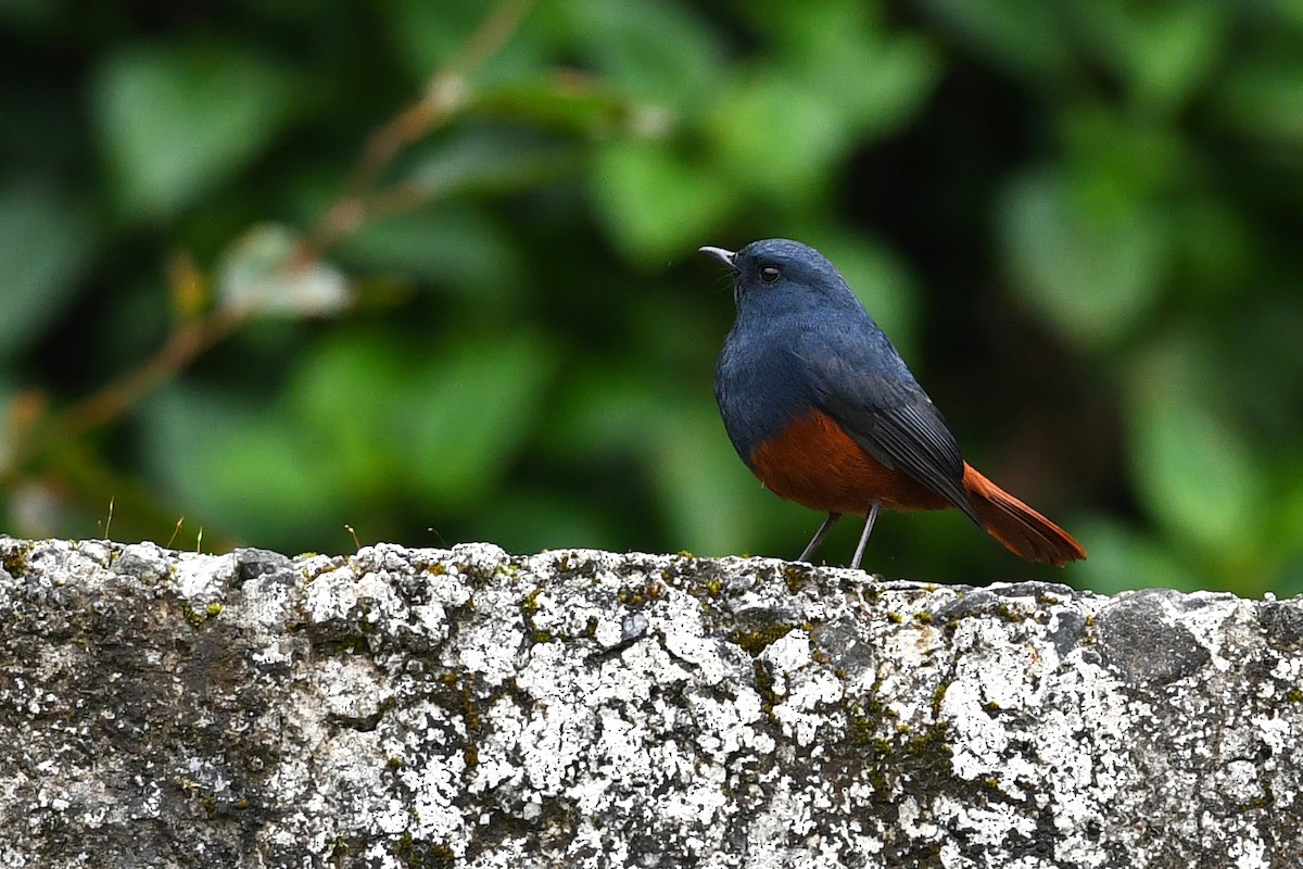 Kesmeli Kızılkuyruk - ML650580938