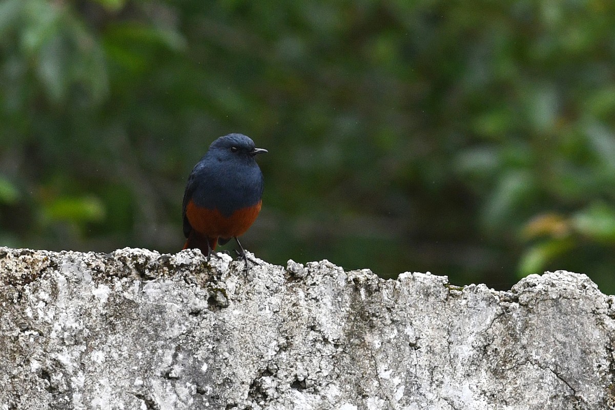 Kesmeli Kızılkuyruk - ML650580940