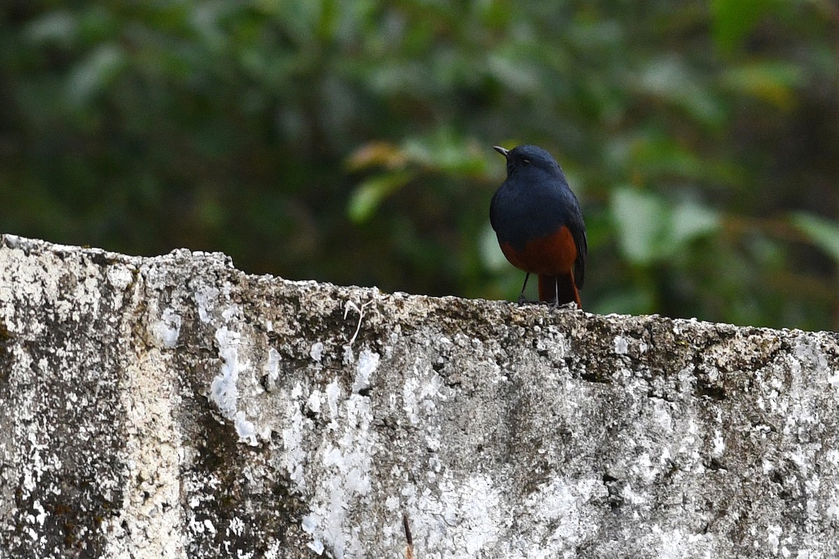 Kesmeli Kızılkuyruk - ML650580941