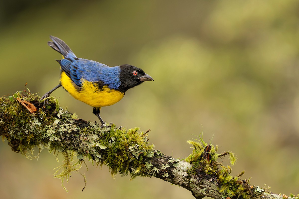 Hooded Mountain Tanager - ML650580942